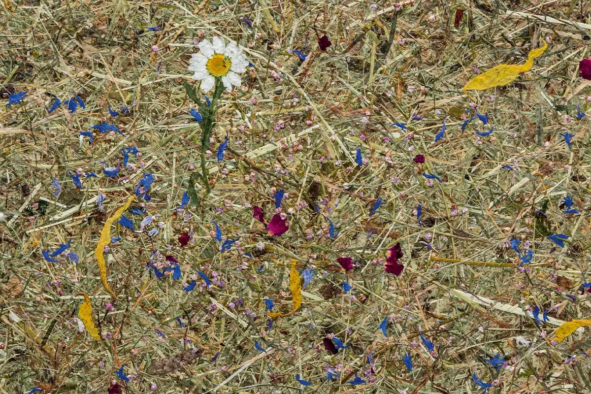 Superfici naturali Almwiesn di Ostermann pascoli alpini su tessuto non tessuto in rotolo per interni sostenibili.webp