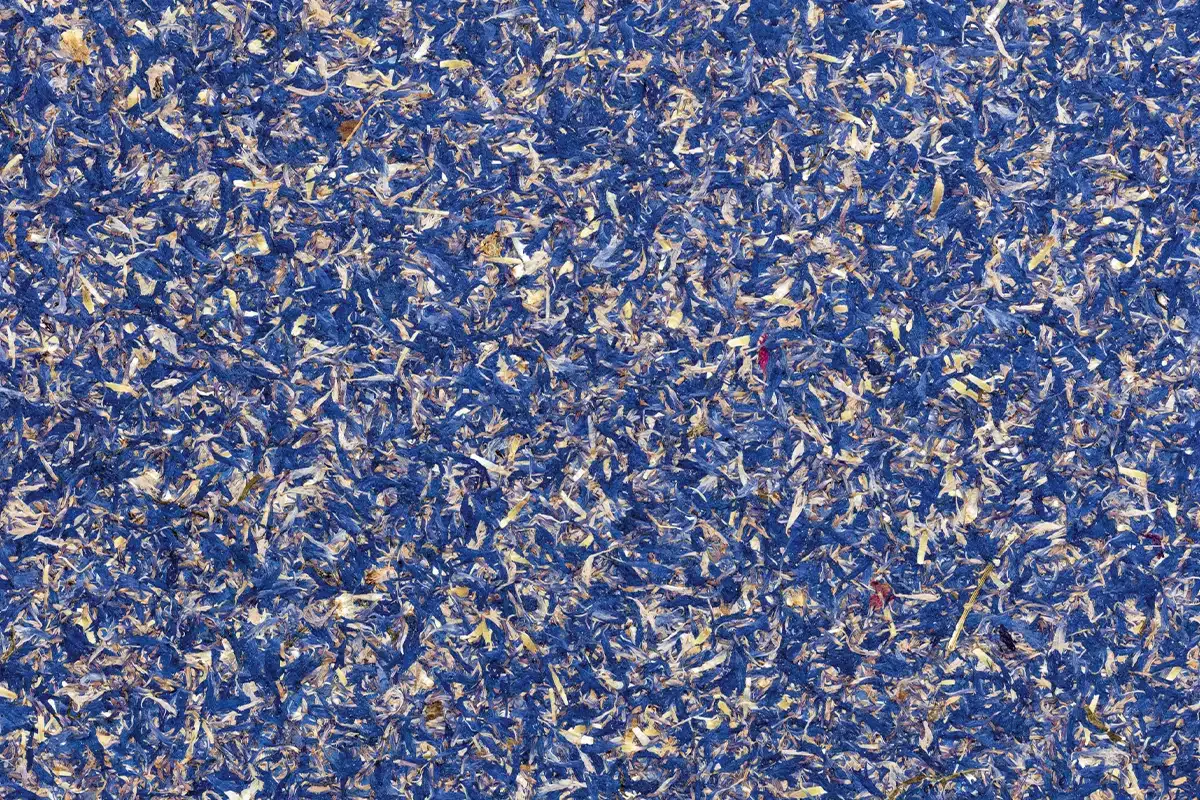Superfici naturali Kornbluama blau di Ostermann la bellezza autentica del fiordaliso blu.webp