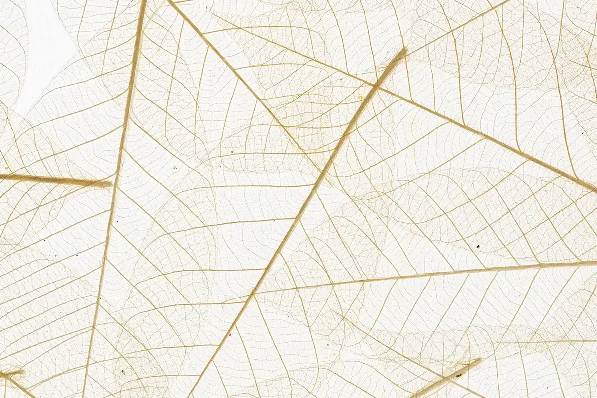 Superfici naturali Skelettblattla di Ostermann foglie trasparenti per interni unici e sostenibili.webp